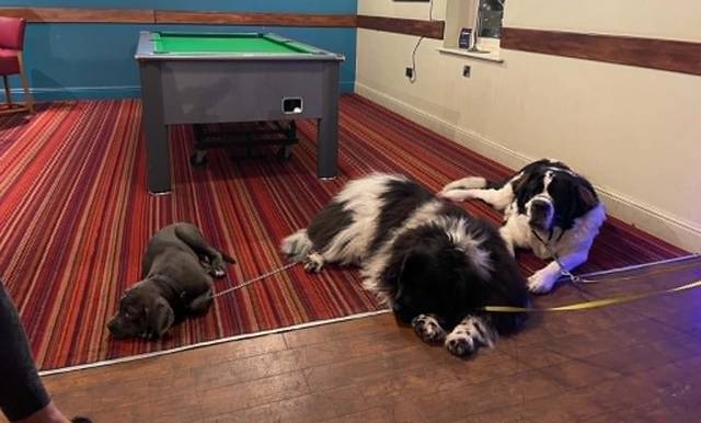 Two dogs stretched out by the pool table in the bar at Teal Farm on a quiet afternoon