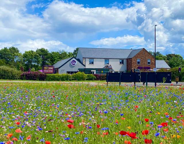 Teal Farm seen across a wildflower meadow full of poppies and cornflowers